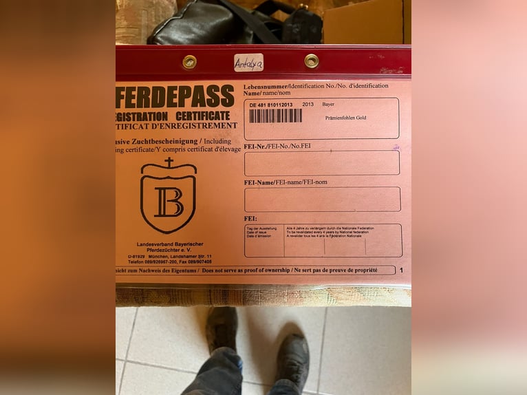 Bavarian Warmblood Mare 13 years 16,1 hh Grey in Postmünster