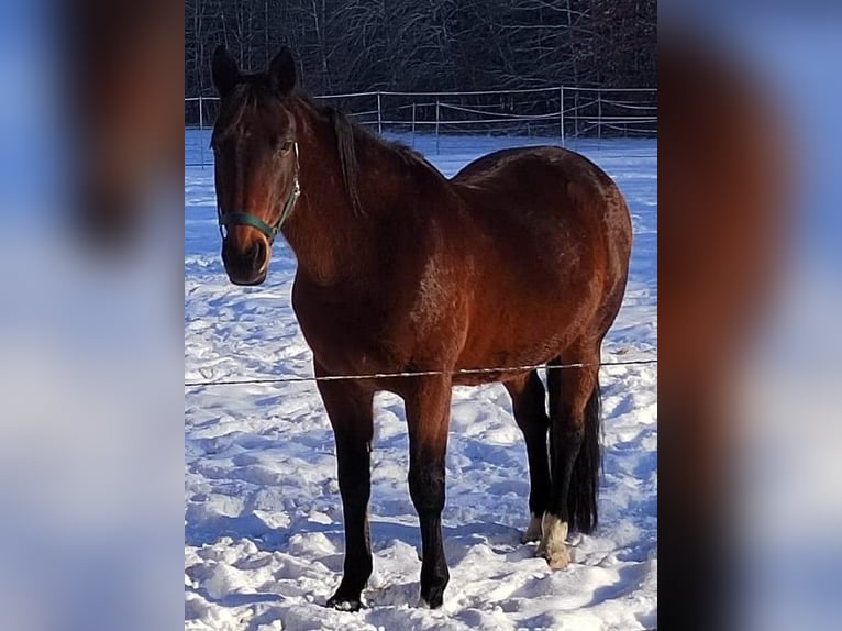 Bavarian Warmblood Mare 13 years 16,3 hh Bay-Dark in Dietersburg