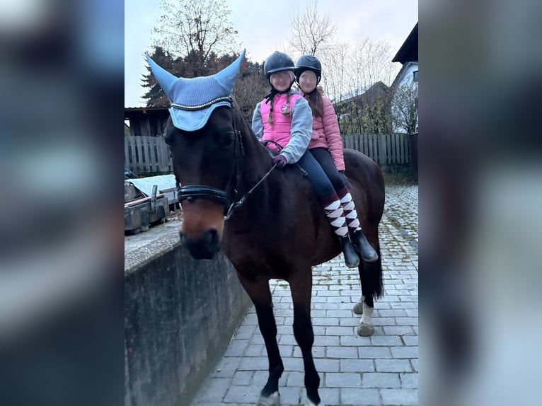 Bavarian Warmblood Mare 13 years 16,3 hh Bay-Dark in Dietersburg