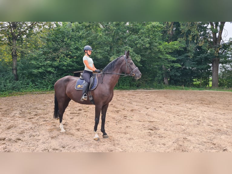 Bavarian Warmblood Mare 13 years 17,1 hh Black in Neuburg an der Donau