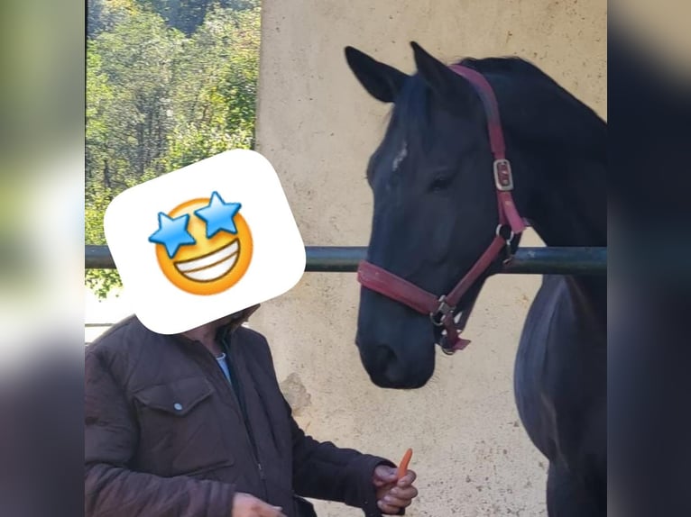 Bavarian Warmblood Mare 13 years 17 hh Black in Golling an der Salzach