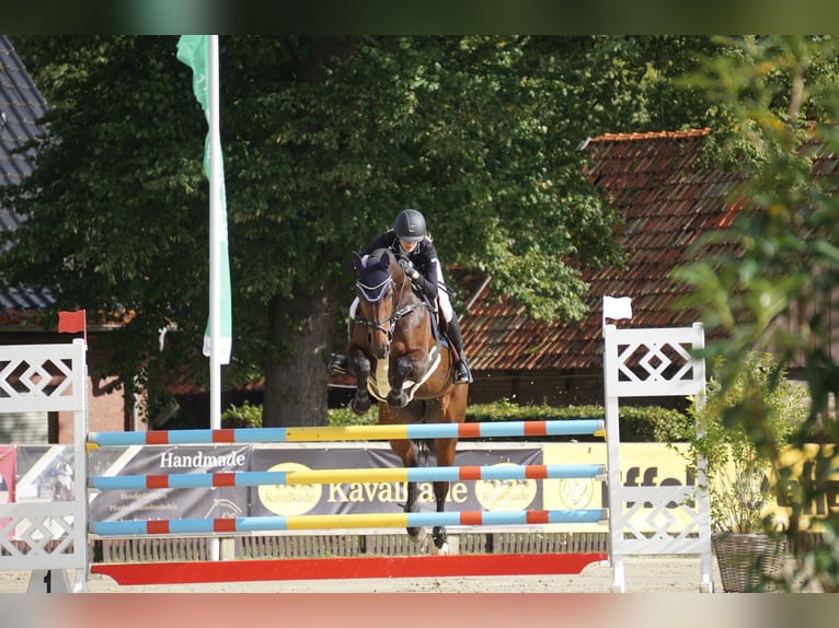 Bavarian Warmblood Mare 13 years 17 hh Brown in Alkoven