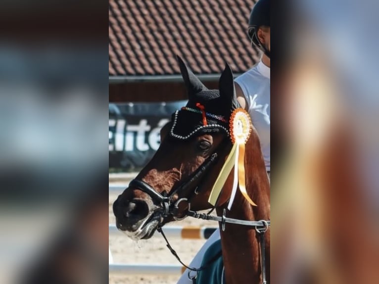 Bavarian Warmblood Mare 13 years 17 hh Brown in Alkoven