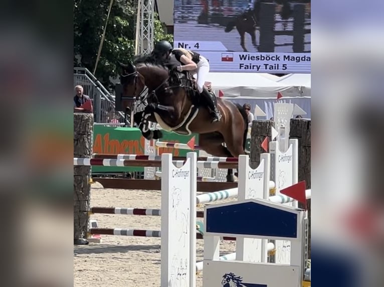 Bavarian Warmblood Mare 13 years 17 hh Brown in Alkoven