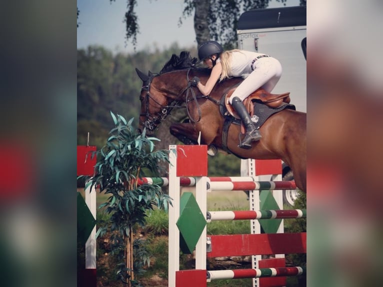 Bavarian Warmblood Mare 13 years 17 hh Brown in Alkoven