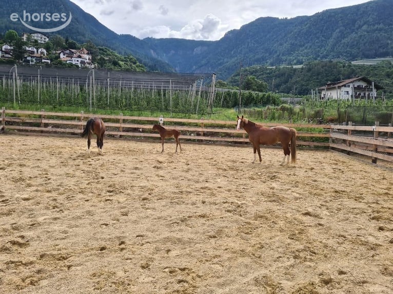 Bavarian Warmblood Mare 14 years 15.2 hh Chestnut-Red in Ganderkesee