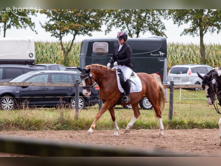 Bavarian Warmblood Mare 14 years 15.2 hh Chestnut-Red in Ganderkesee