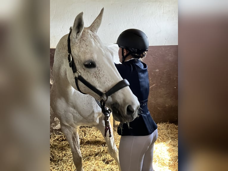 Bavarian Warmblood Mare 14 years 15,2 hh Gray-Dapple in Weiden