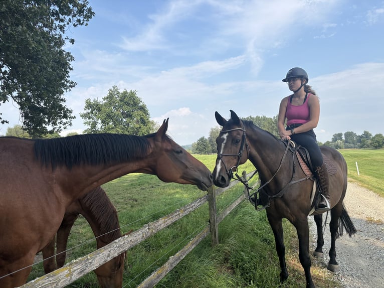 Bavarian Warmblood Mare 14 years 16.1 hh Bay-Dark in Bad Griesbach im Rottal