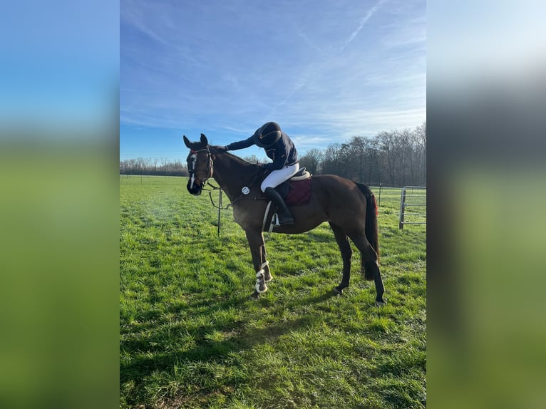 Bavarian Warmblood Mare 14 years 16.1 hh Bay-Dark in Bad Griesbach im Rottal