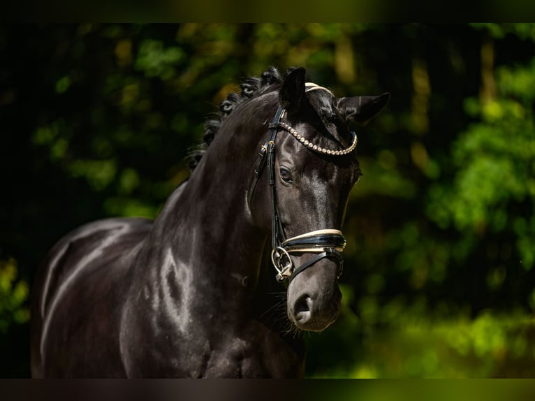 Bavarian Warmblood Mare 14 years 16,1 hh Black in Wehringen