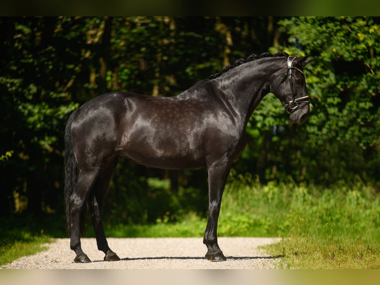 Bavarian Warmblood Mare 14 years 16,1 hh Black in Wehringen