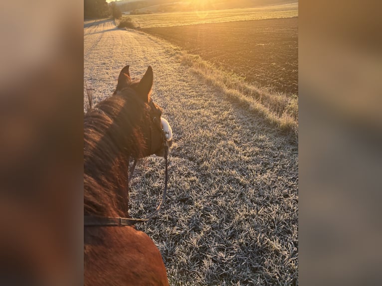 Bavarian Warmblood Mare 14 years 16.1 hh Brown in Kastl