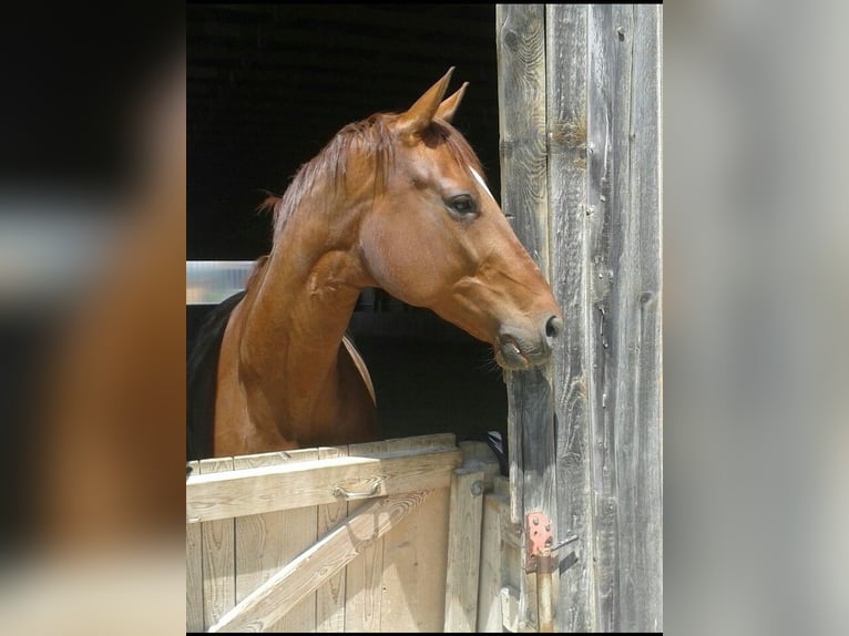 Bavarian Warmblood Mare 14 years 16,1 hh Chestnut in Überackern