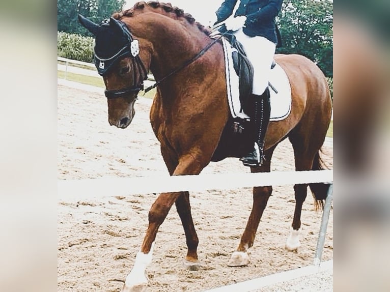 Bavarian Warmblood Mare 14 years 16,1 hh Chestnut in Überackern