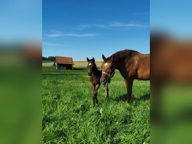 Bavarian Warmblood Mare 14 years 16,1 hh Chestnut in Überackern