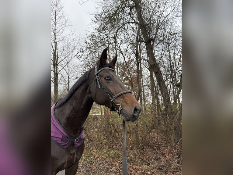Bavarian Warmblood Mare 14 years 16.2 hh Black in Amstetten