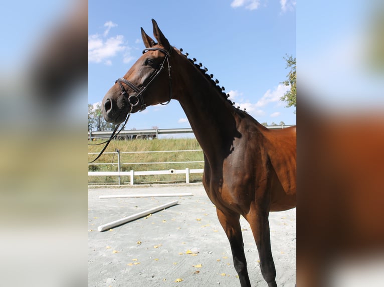 Bavarian Warmblood Mare 14 years 16,2 hh Brown in Naila