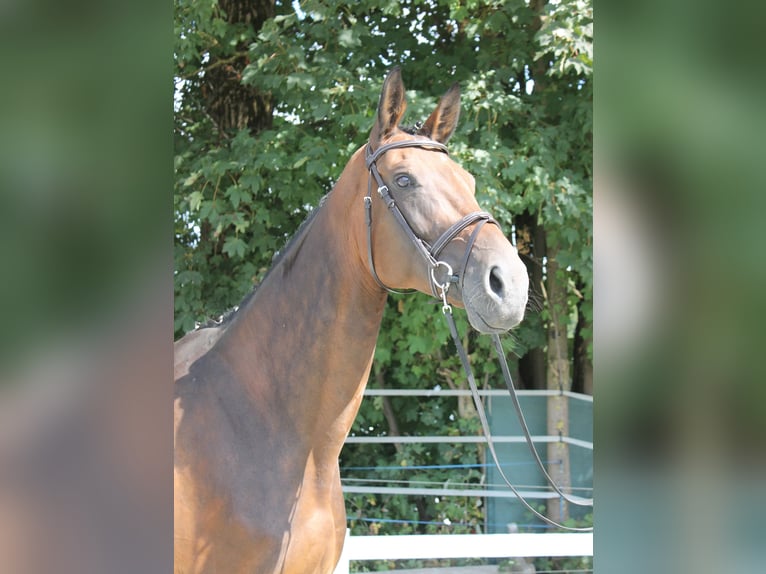 Bavarian Warmblood Mare 14 years 16,2 hh Brown in Naila