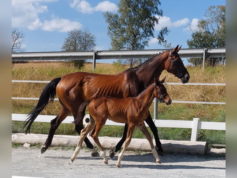 Bavarian Warmblood Mare 14 years 16,2 hh Brown in Naila