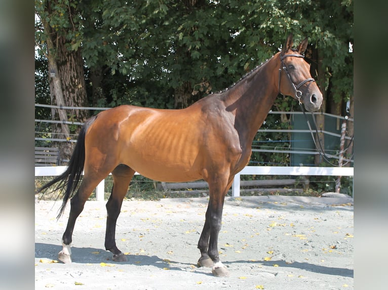 Bavarian Warmblood Mare 14 years 16,2 hh Brown in Naila