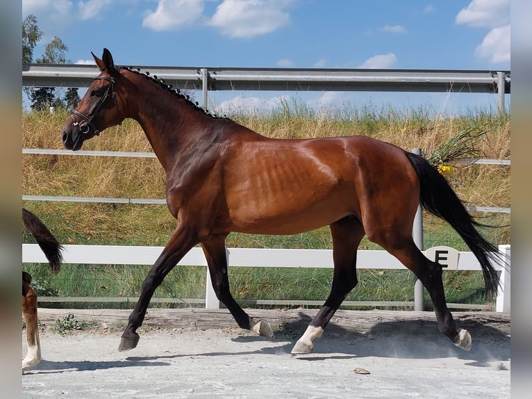 Bavarian Warmblood Mare 14 years 16,2 hh Brown in Naila