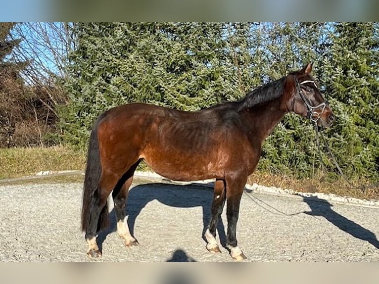 Bavarian Warmblood Mare 14 years 16 hh Bay-Dark in Drackenstein