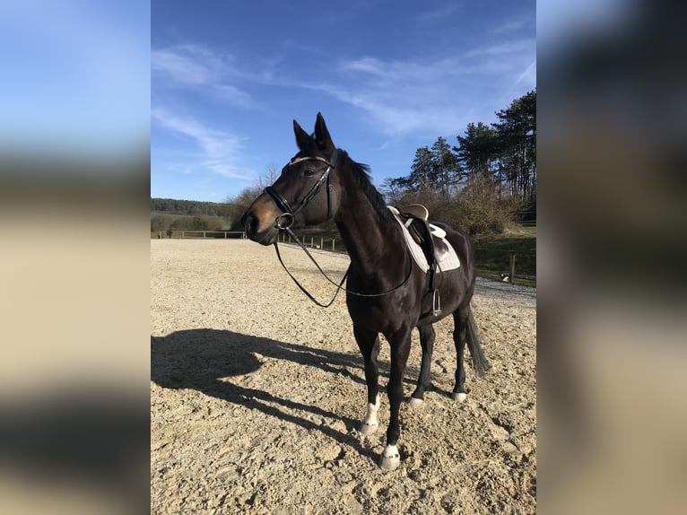 Bavarian Warmblood Mare 14 years 16 hh Bay-Dark in Jade