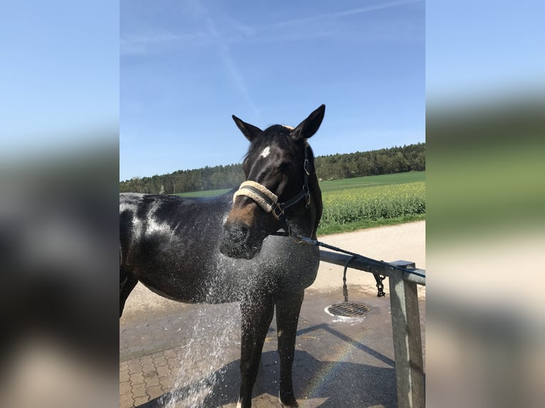 Bavarian Warmblood Mare 14 years 16 hh Bay-Dark in Jade