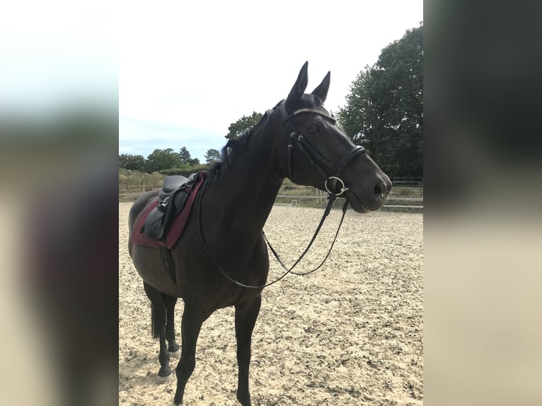 Bavarian Warmblood Mare 14 years 16 hh Bay-Dark in Jade