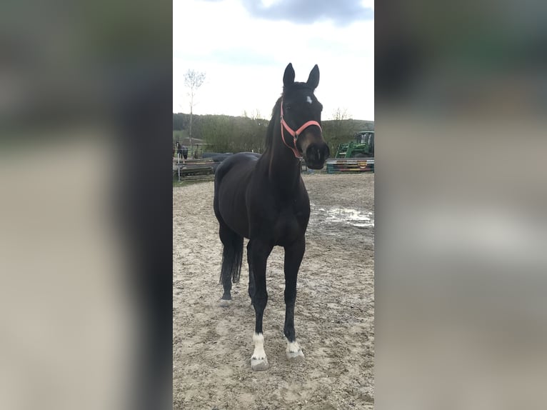 Bavarian Warmblood Mare 14 years 16 hh Bay-Dark in Jade