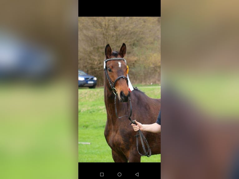 Bavarian Warmblood Mare 14 years 16 hh Brown in Hollfeld