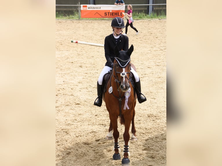 Bavarian Warmblood Mare 14 years 16 hh Chestnut-Red in Laupheim