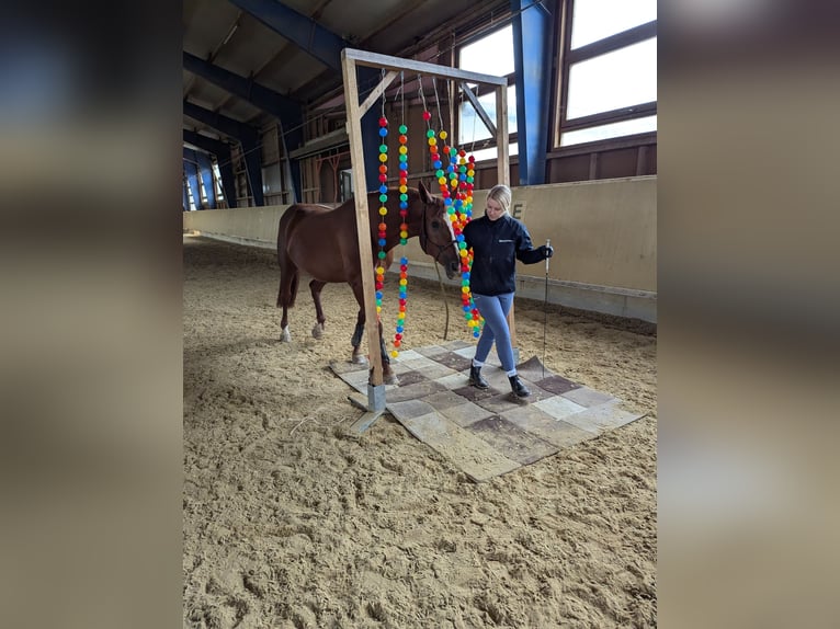 Bavarian Warmblood Mare 14 years 16 hh Chestnut-Red in Laupheim