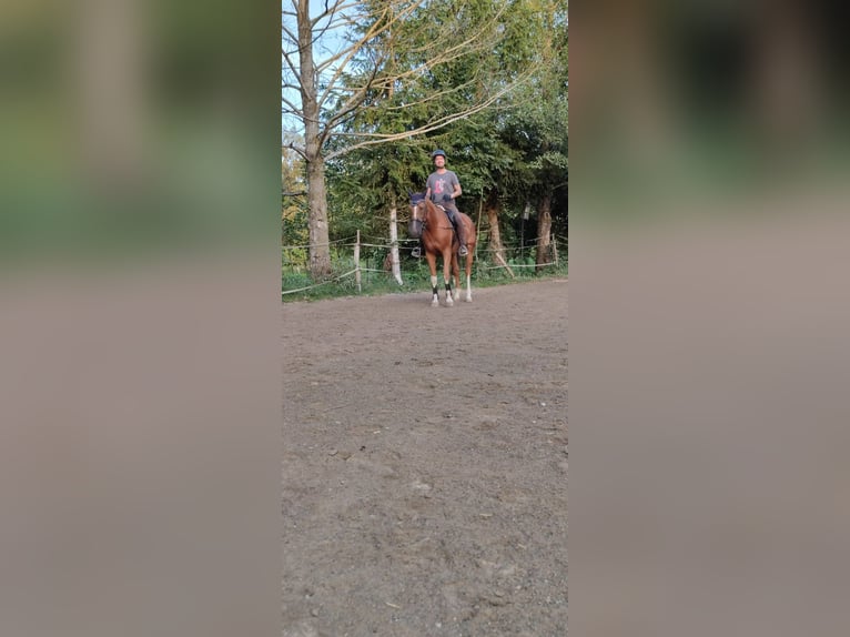 Bavarian Warmblood Mare 14 years 16 hh Chestnut-Red in Leutkirch im Allgäu