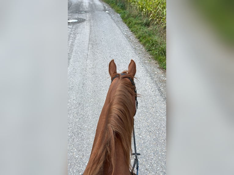 Bavarian Warmblood Mare 14 years 16 hh Chestnut-Red in Leutkirch im Allgäu