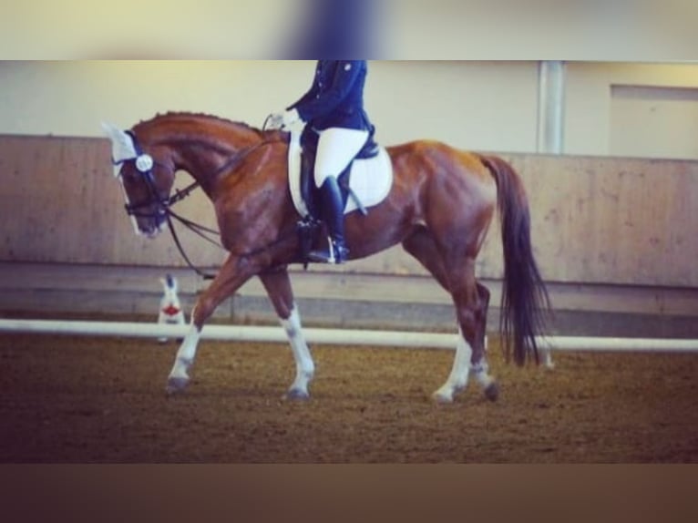 Bavarian Warmblood Mare 14 years 16 hh Chestnut-Red in Leutkirch im Allgäu