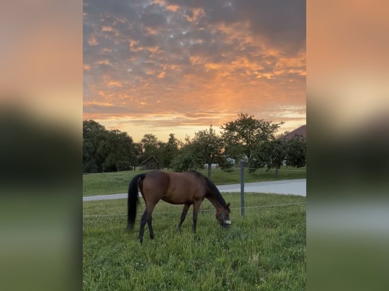 Bavarian Warmblood Mare 14 years 16,1 hh Brown in Kirchdorf an der Krems