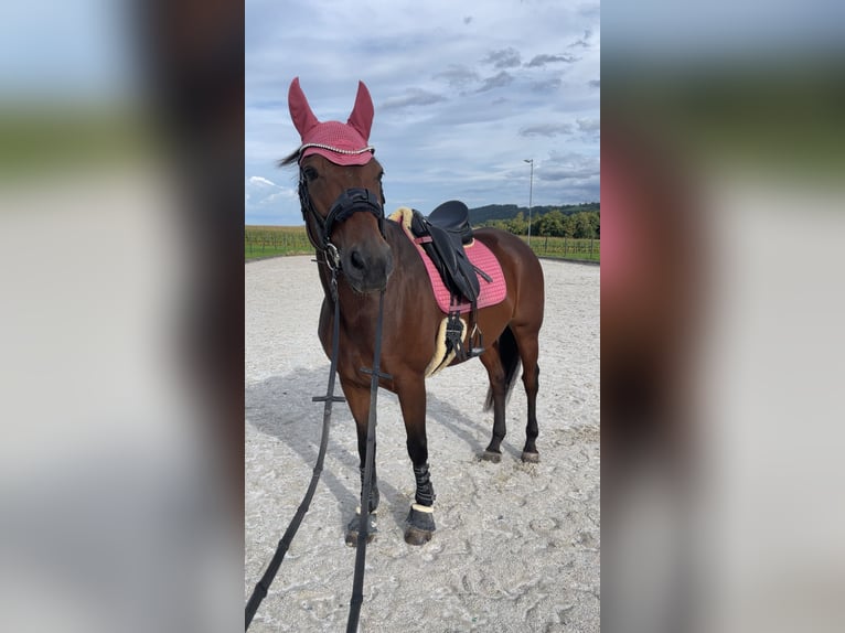 Bavarian Warmblood Mare 14 years 16,1 hh Brown in Kirchdorf an der Krems