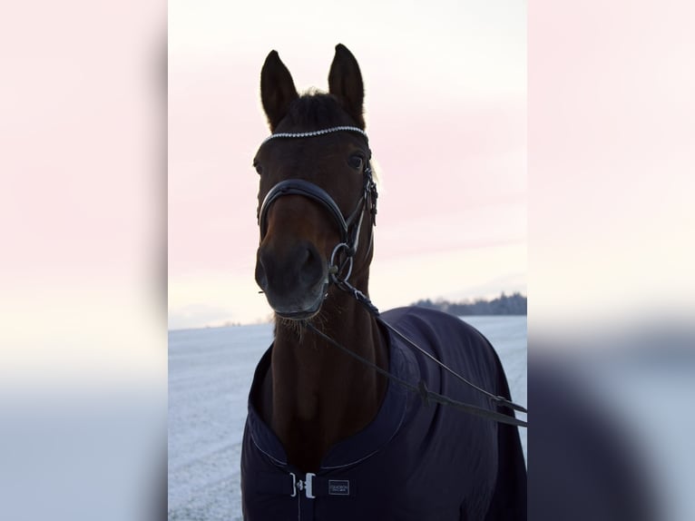 Bavarian Warmblood Mare 14 years 16,1 hh Brown in Kirchdorf an der Krems