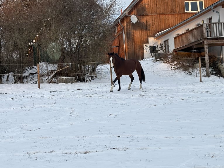 Bavarian Warmblood Mare 14 years 16,1 hh Brown in Kastl