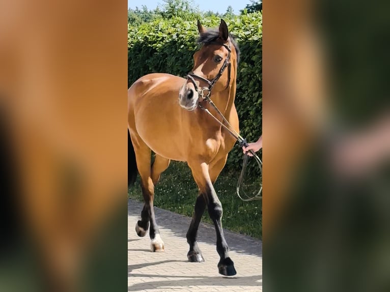 Bavarian Warmblood Mare 14 years 16,1 hh Brown in Memmingen