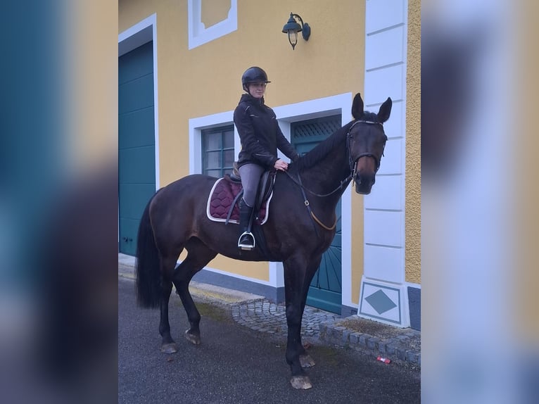 Bavarian Warmblood Mare 14 years 16,2 hh Black in Amstetten