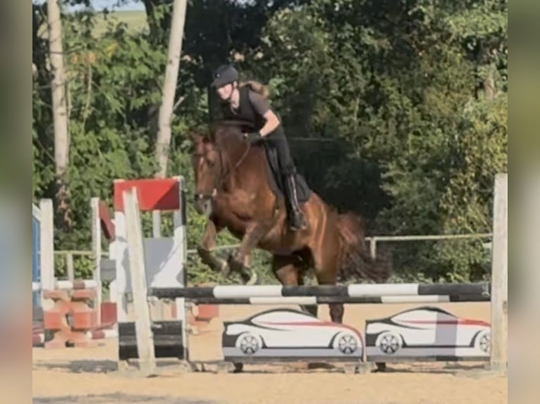 Bavarian Warmblood Mare 14 years 16,2 hh Chestnut in Alfeld