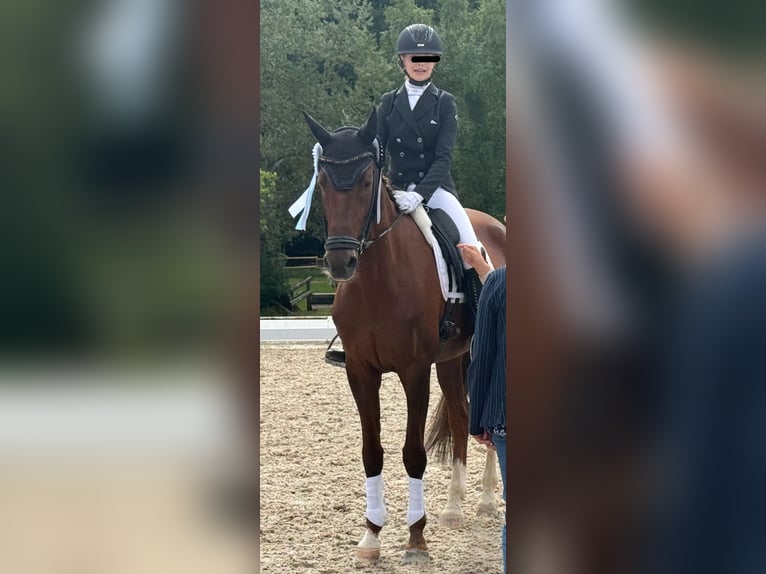 Bavarian Warmblood Mare 14 years 16,2 hh Chestnut in Alfeld