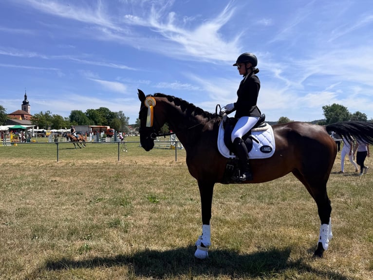 Bavarian Warmblood Mare 14 years 17.1 hh Bay-Dark in Uehlfeld