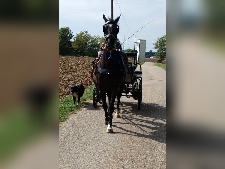 Bavarian Warmblood Mare 14 years 17 hh Black in Falkenberg