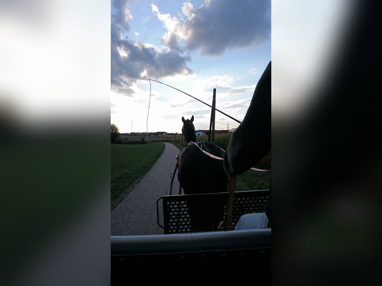 Bavarian Warmblood Mare 14 years 17 hh Black in Falkenberg