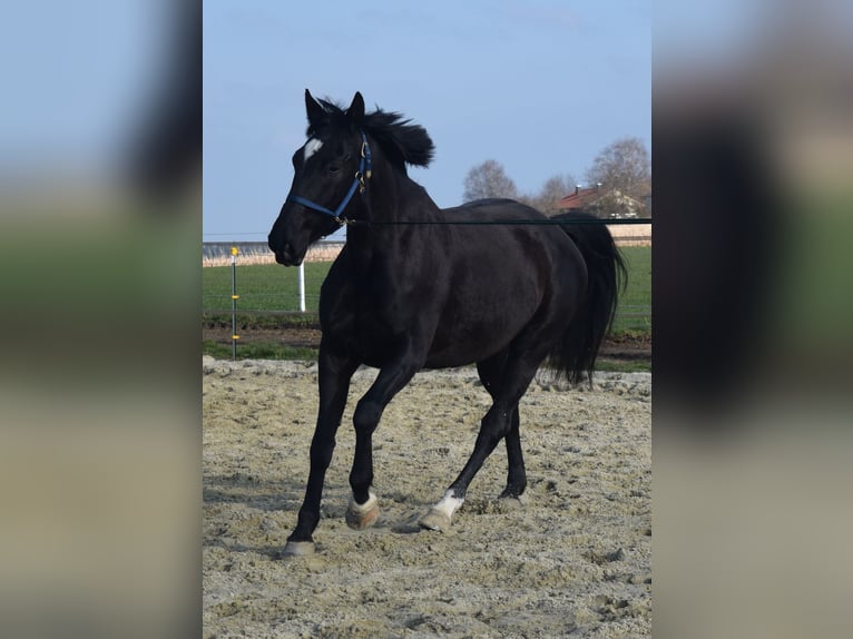 Bavarian Warmblood Mare 14 years 17 hh Black in Falkenberg