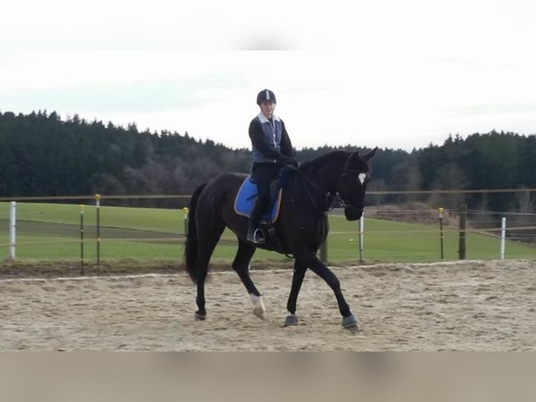 Bavarian Warmblood Mare 14 years 17 hh Black in Falkenberg